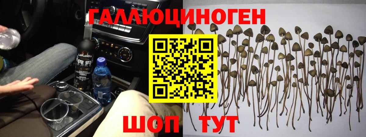 Псилоцибиновые грибы Cubensis Тосно